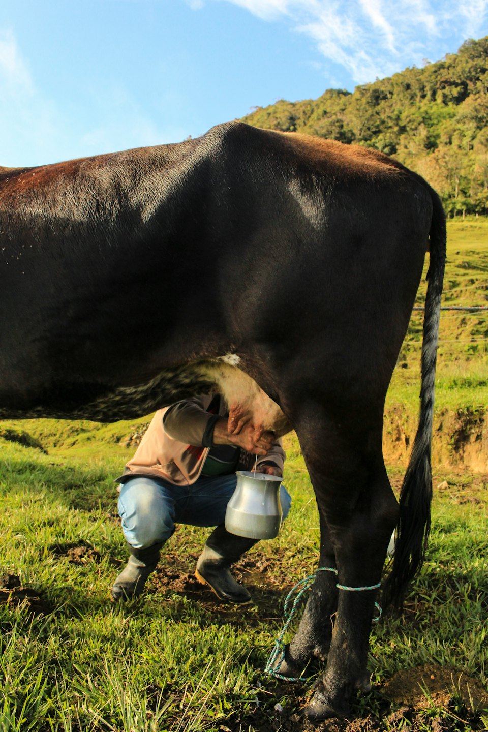 Un contadino munge una mucca nera in un secchio d'argento.