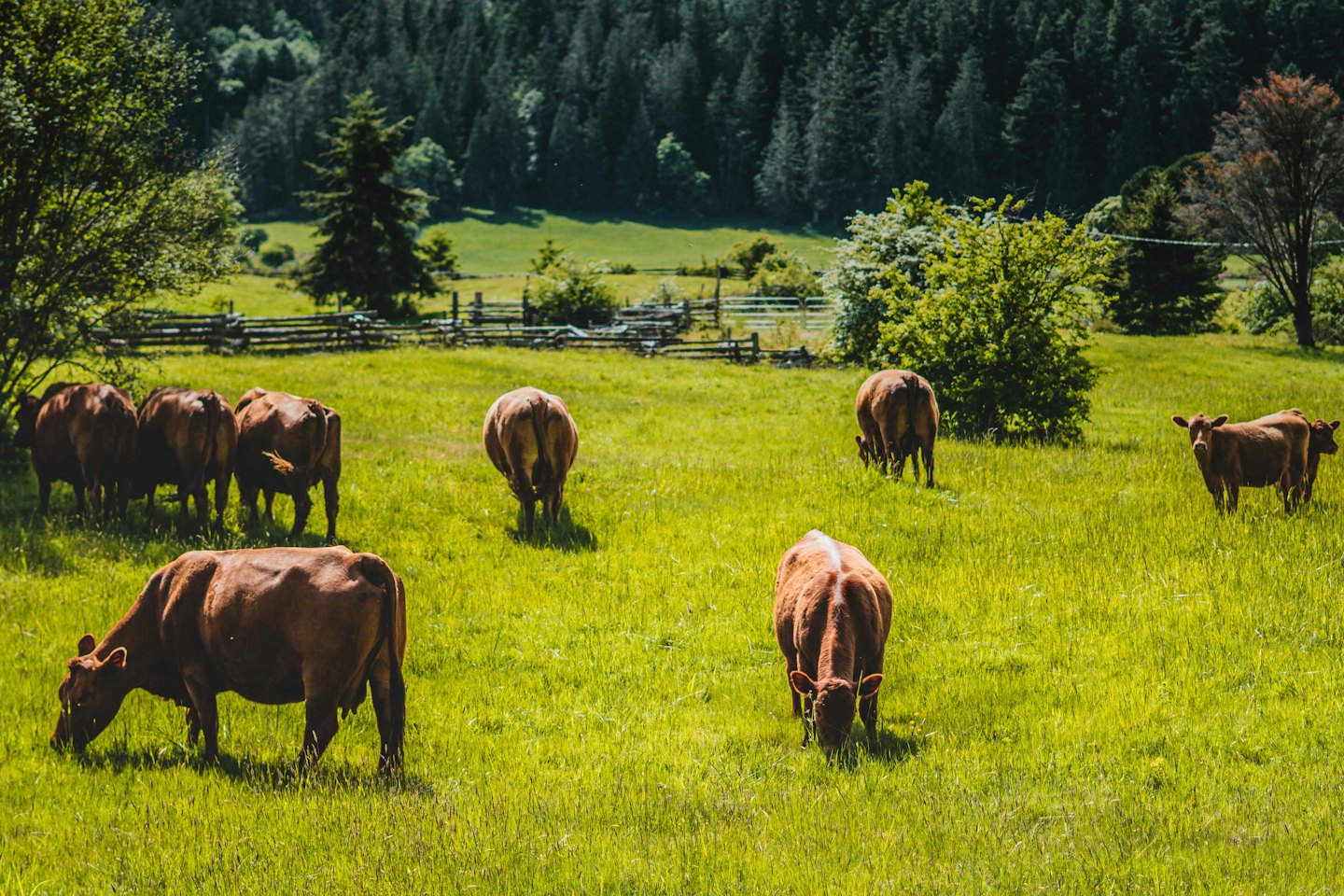 Galleria Mucca marrone pascola in un prato verde lussureggiante vicino agli alberi.