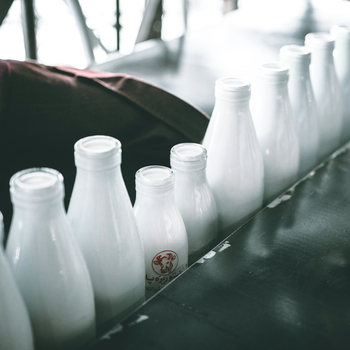 Risorse Bottiglie di latte in vetro bianco su un nastro trasportatore industriale scuro.