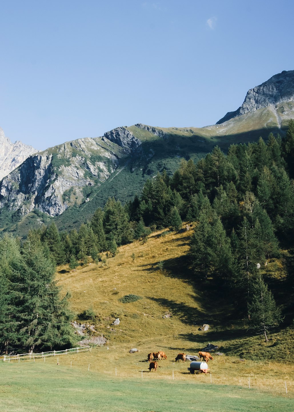 Mucche al pascolo in un prato di montagna vicino a una mangiatoia.