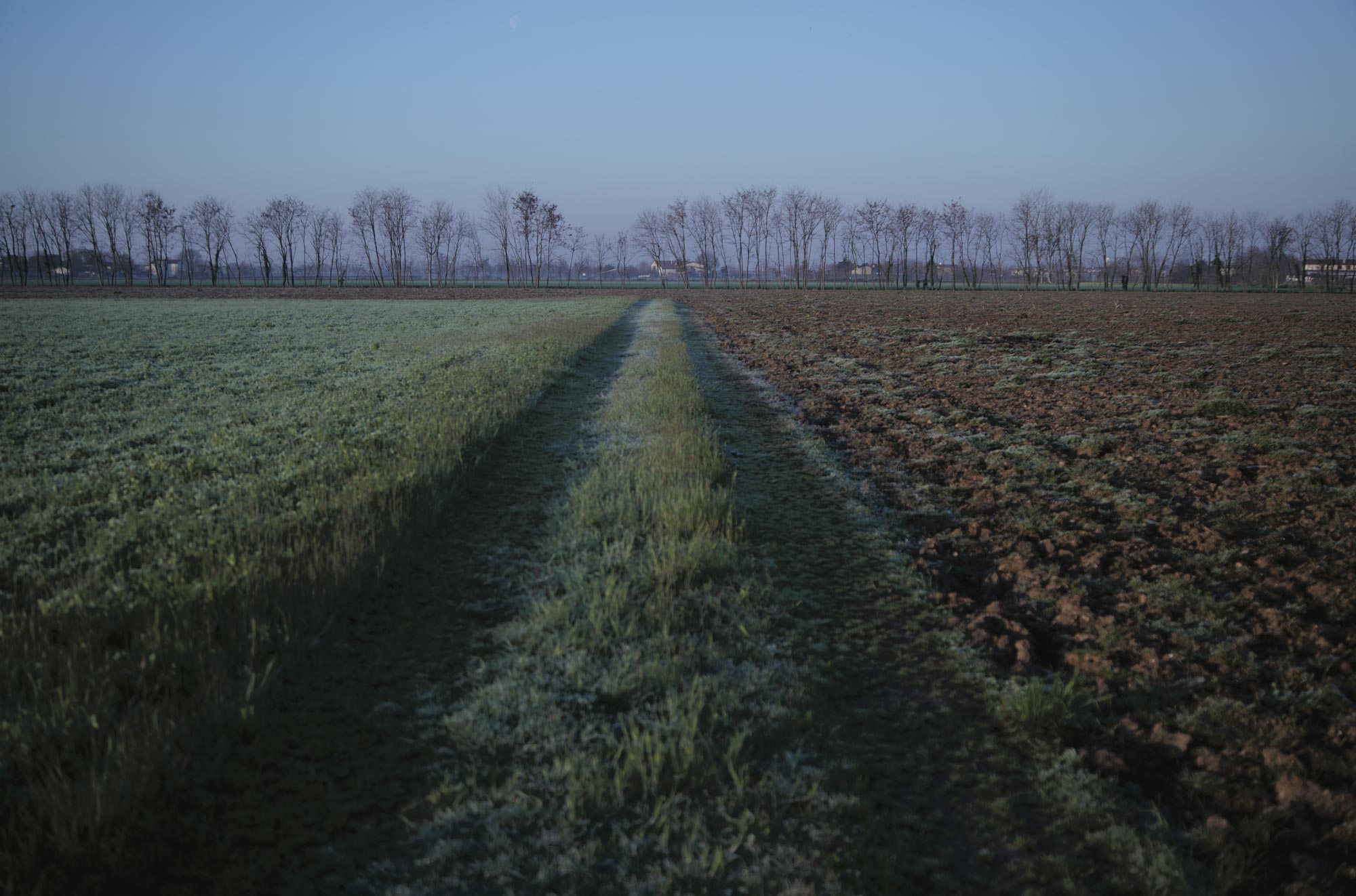 Campagna Veneta Allevamenti Mucche Qv