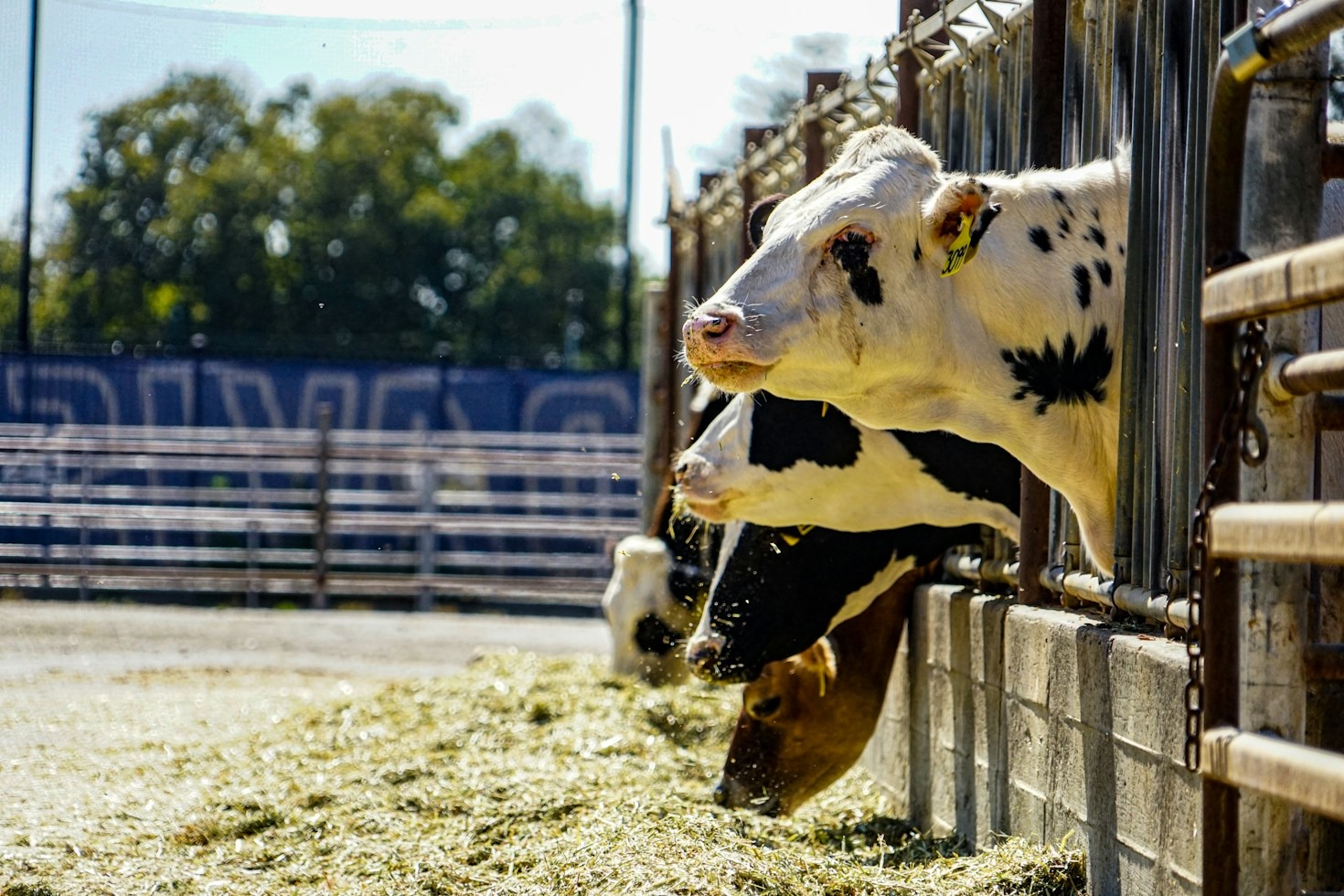 Benessere Animale e Territorio: i Valori Dietro la Nostra Scelta